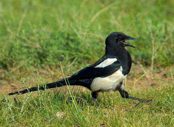  p>喜鹊东北亚种(学名:pica pica leucoptera)是 a href="#">雀形目 