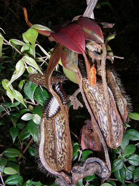  p>钩唇猪笼草(学名:nepenthes hamata)为苏拉威西特有的热带食虫植物