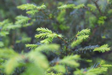 松柏（松柏纲松柏目植物）_百度百科