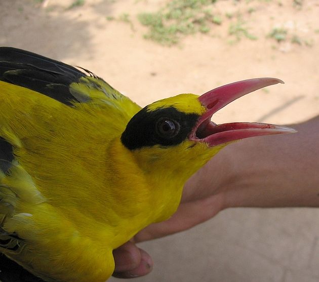 oriolus chinensis chinensis