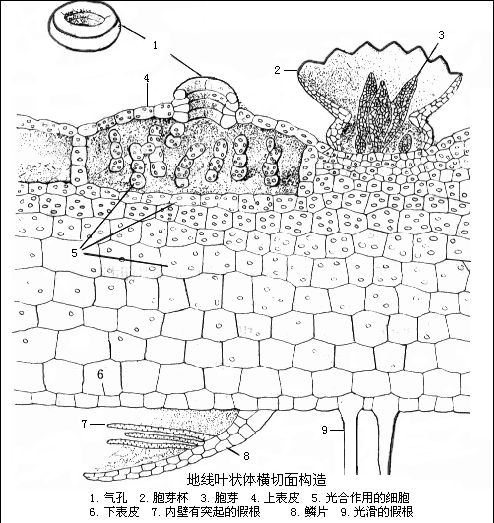 marchantia