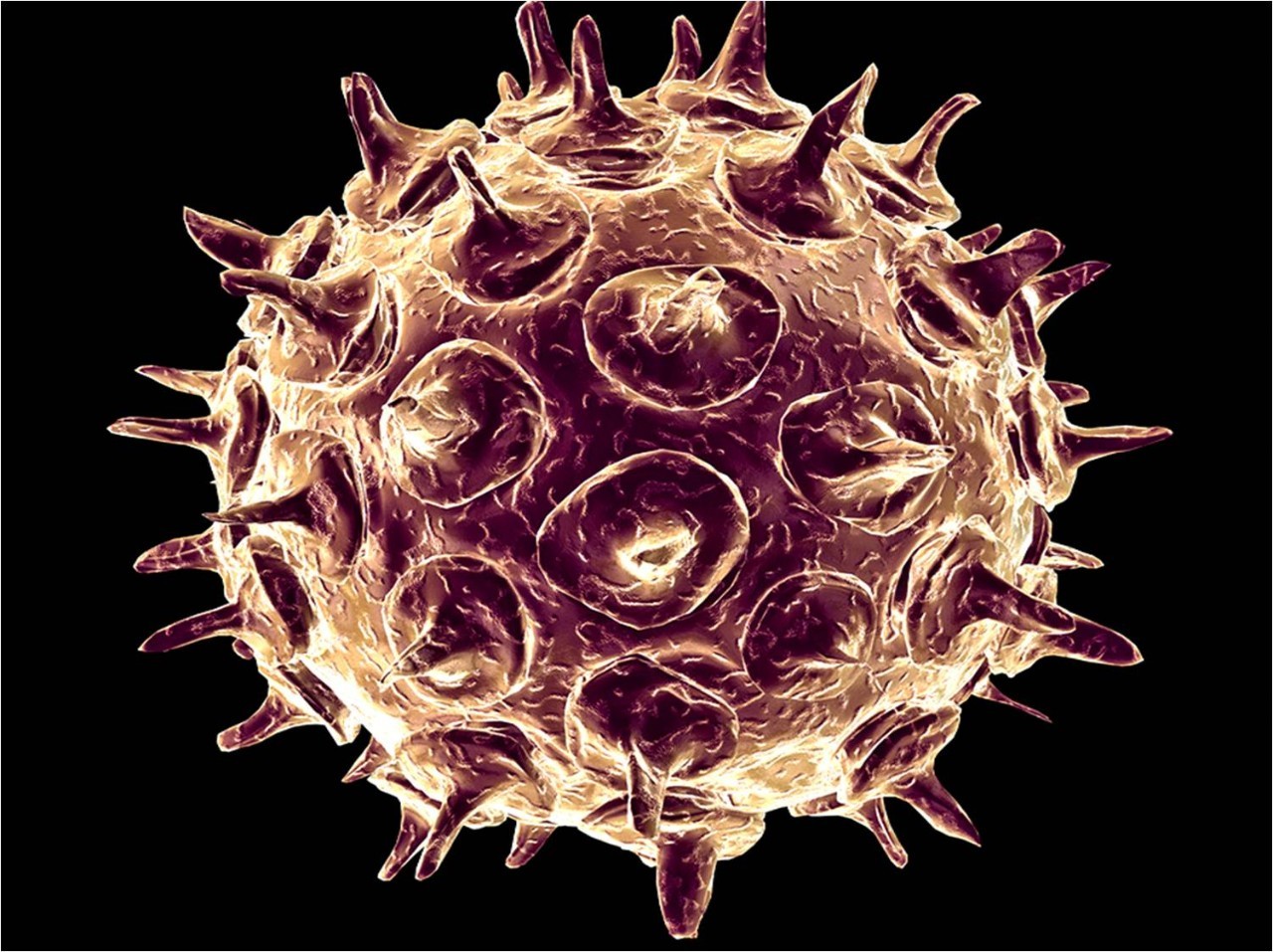  p>亚病毒(subviruses)是一类比病毒更为简单,仅具有某种核酸不具有