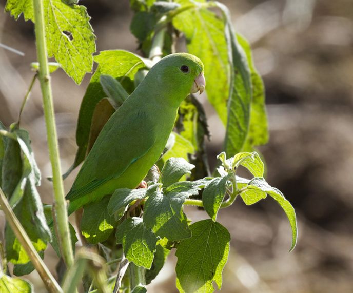 p>绿腰鹦哥(学名:forpus xanthopterygius)是一种 a target="_blank"