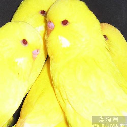 黄红眼鹦鹉