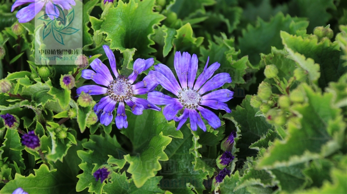 宝蓝色瓜叶菊