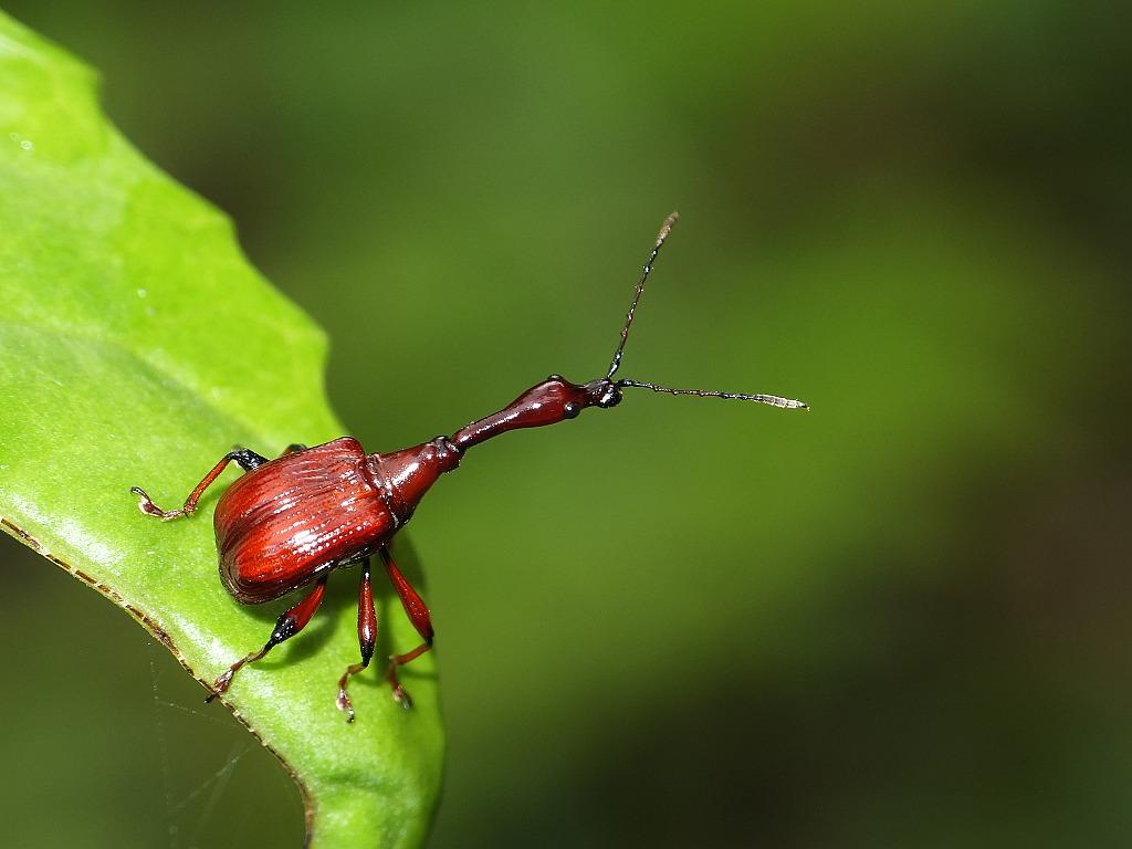 黑长颈卷叶象鼻虫