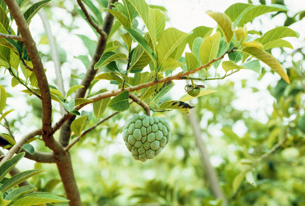 番荔枝