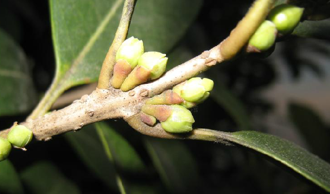  p>齿叶木犀(osmanthus × fortunei)木犀科,木犀属植物.