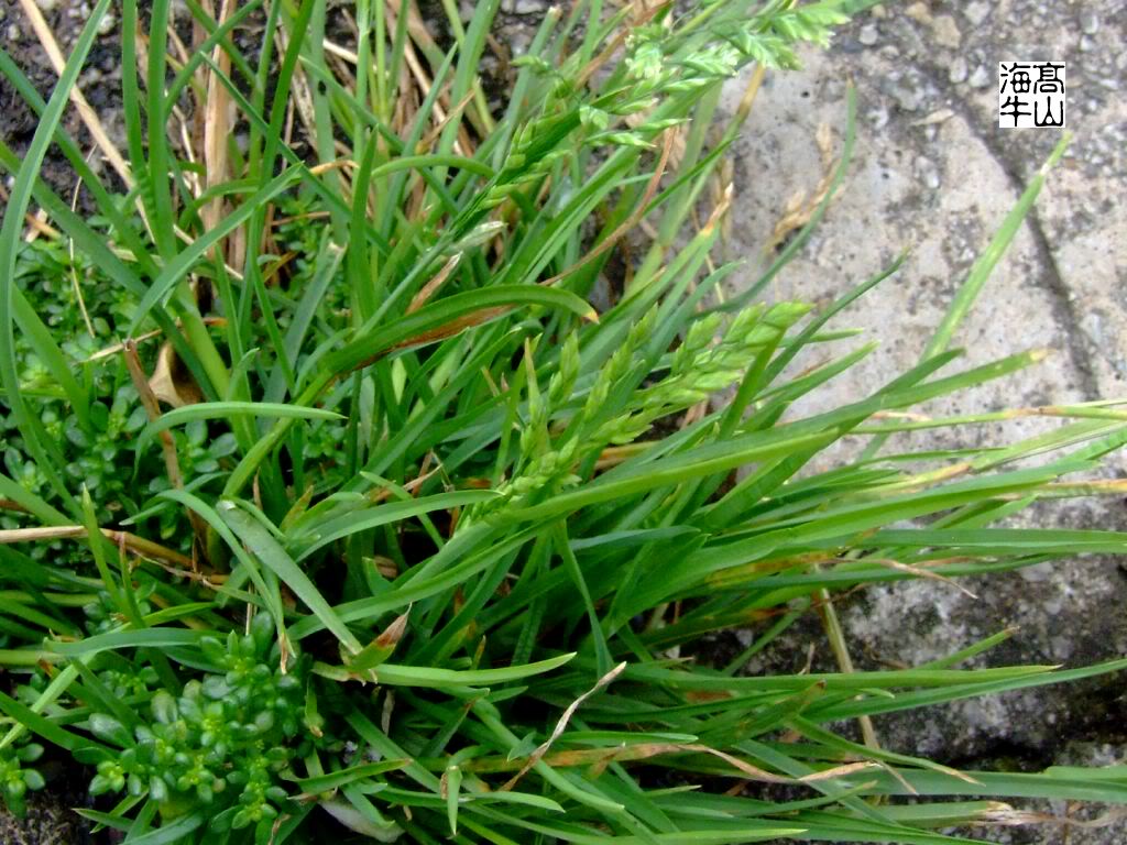  p>早熟禾(学名: i>poa annua /i> l.