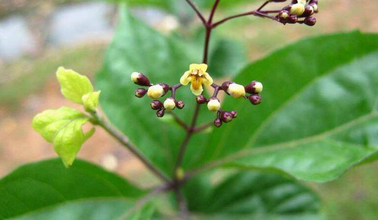  p>豆腐柴属( a target="_blank" href="/item/学名/8074290" data