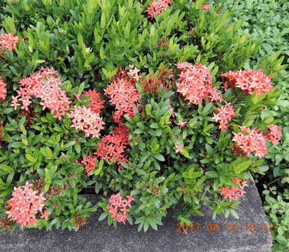 小叶红色龙船花