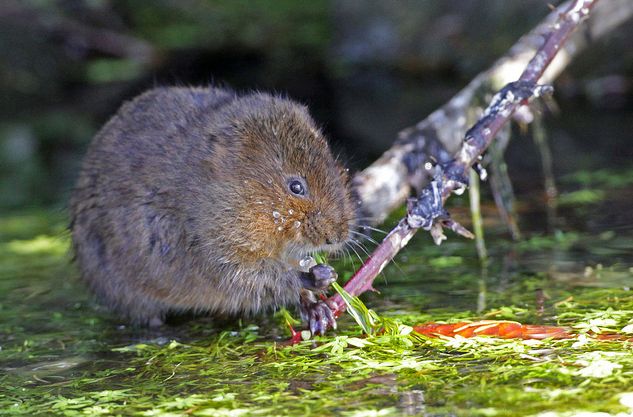  p>根田鼠(学名: i>microtus oeconomus /i>)体