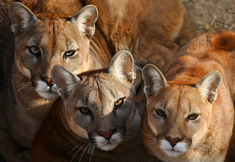 美洲狮委内瑞拉南部亚种