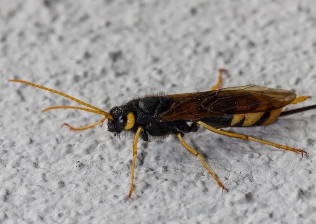  p>泰加大树蜂, i>urocerus gigas taiganus /i> beson,树蜂科大树蜂