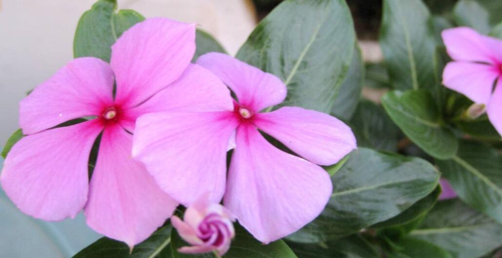  p>五叶莓,蔷薇科植物属植物,主要分布在山坡或湿地. /p>