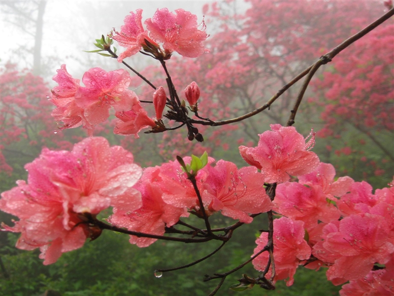  p>血红杜鹃(学名: i>rhododendron sanguineum /i> franch.