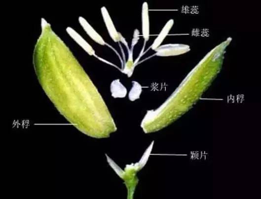 雄蕊羣 百度百科