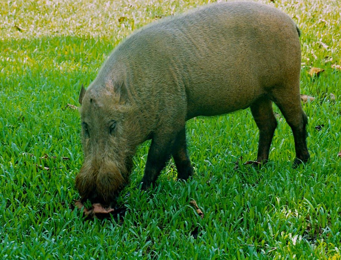 婆罗洲须猪