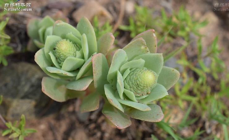  p>钝叶瓦松〔学名: i> /i> i> /i> i> /i> i>orostachys malacophyll