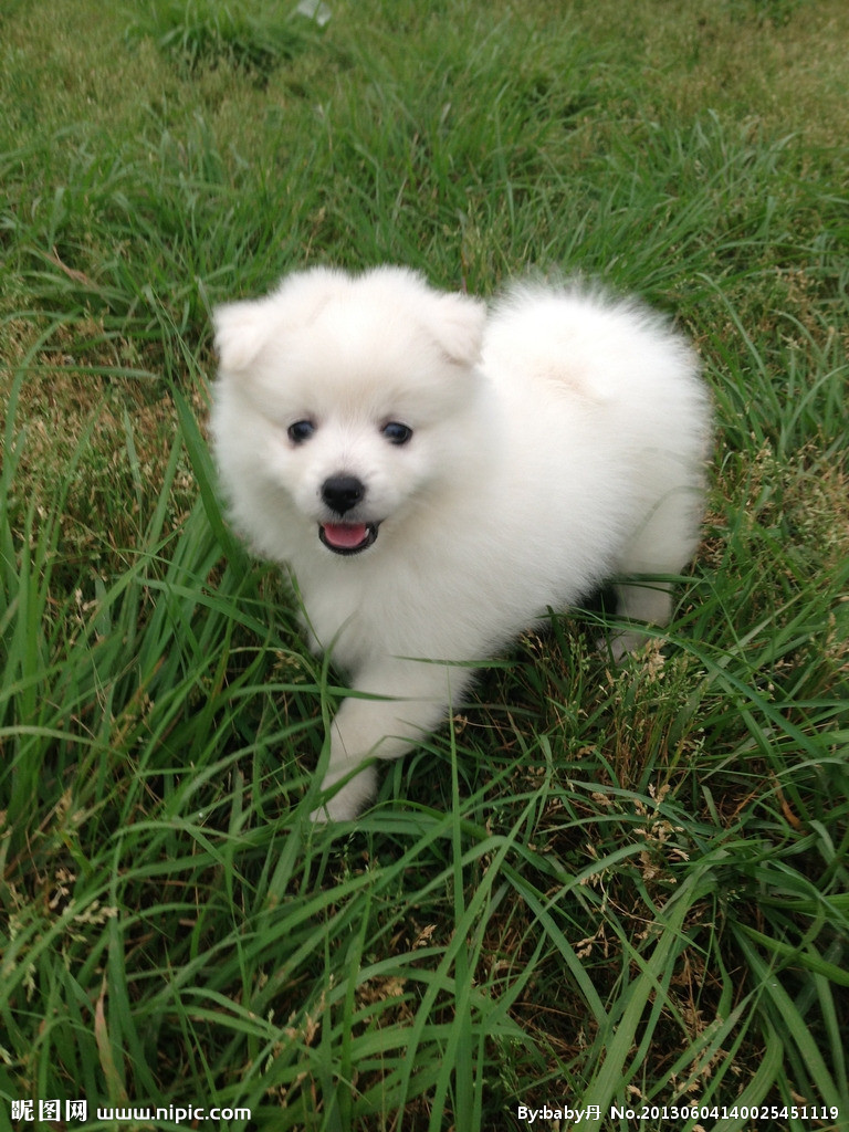  p>银狐犬,又名日本丝(绒)毛犬, a target="_blank" href="/item/日本