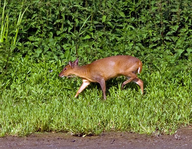  p>小麂(学名: i>muntiacus reevesi /i>)是一种小型的鹿科动物,栖息