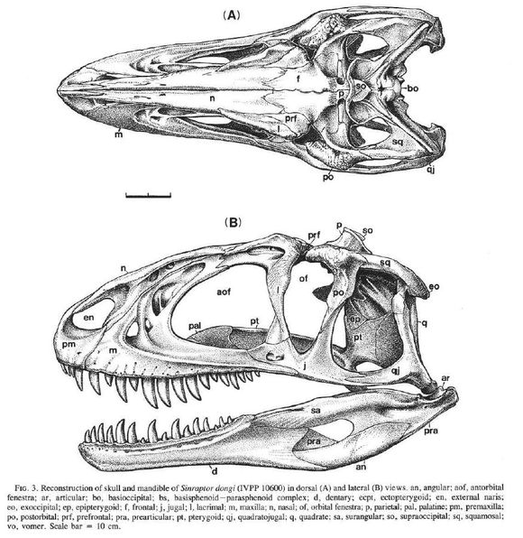 中华盗龙(sinraptor)