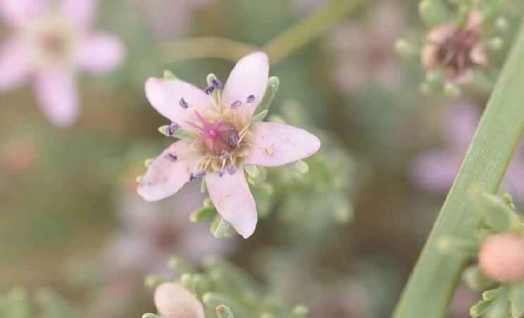 是柽柳科,红砂属植物.