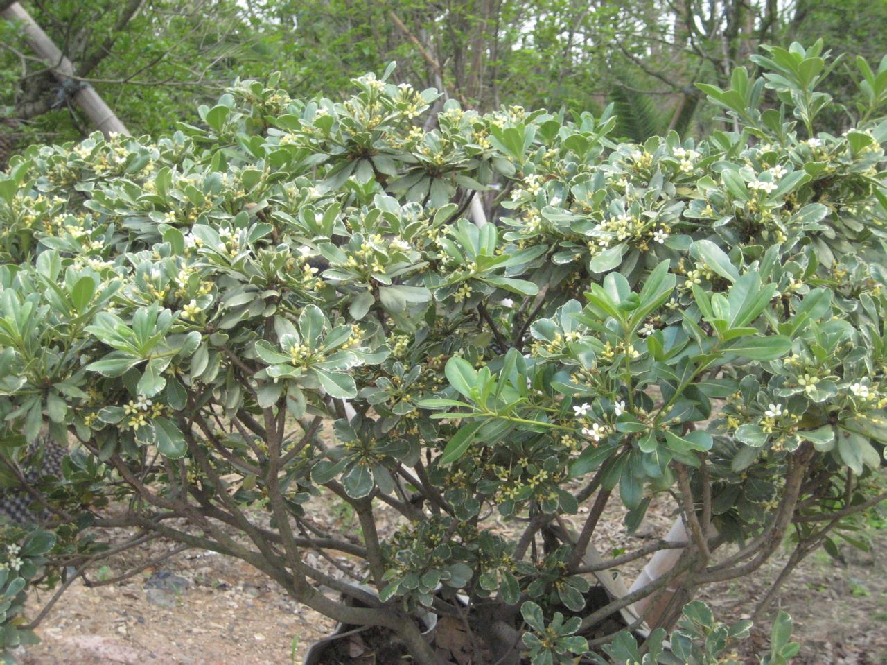  p>密脉海桐(学名:pittosporum kweichowense gowda)是海桐花科海桐花