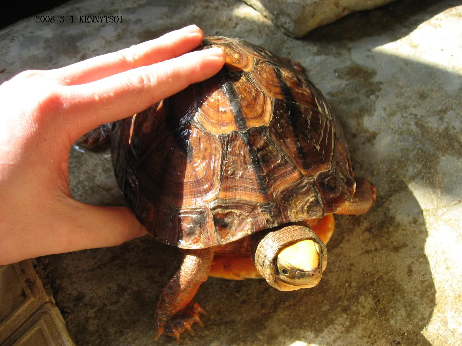  p>闭壳龟属(学名: i>cuora /i>)是龟鳖目,龟