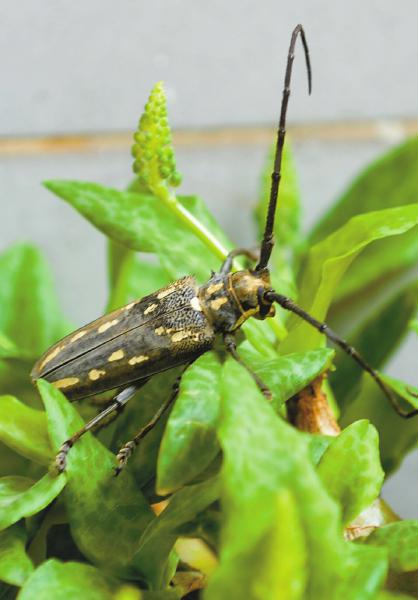  p>云斑天牛(学名: i>batocera horsfieldi  /i>),是天牛科,白条天牛