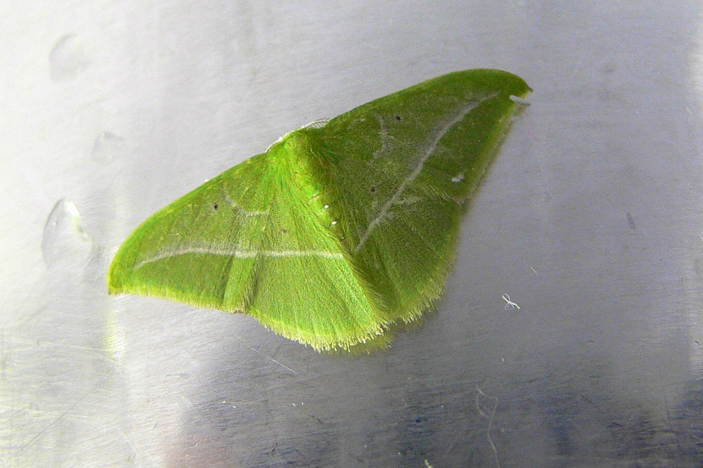  p>尺蠖(chǐ huò), a href="#" data-lemmaid="4339231">尺蛾 /a>的