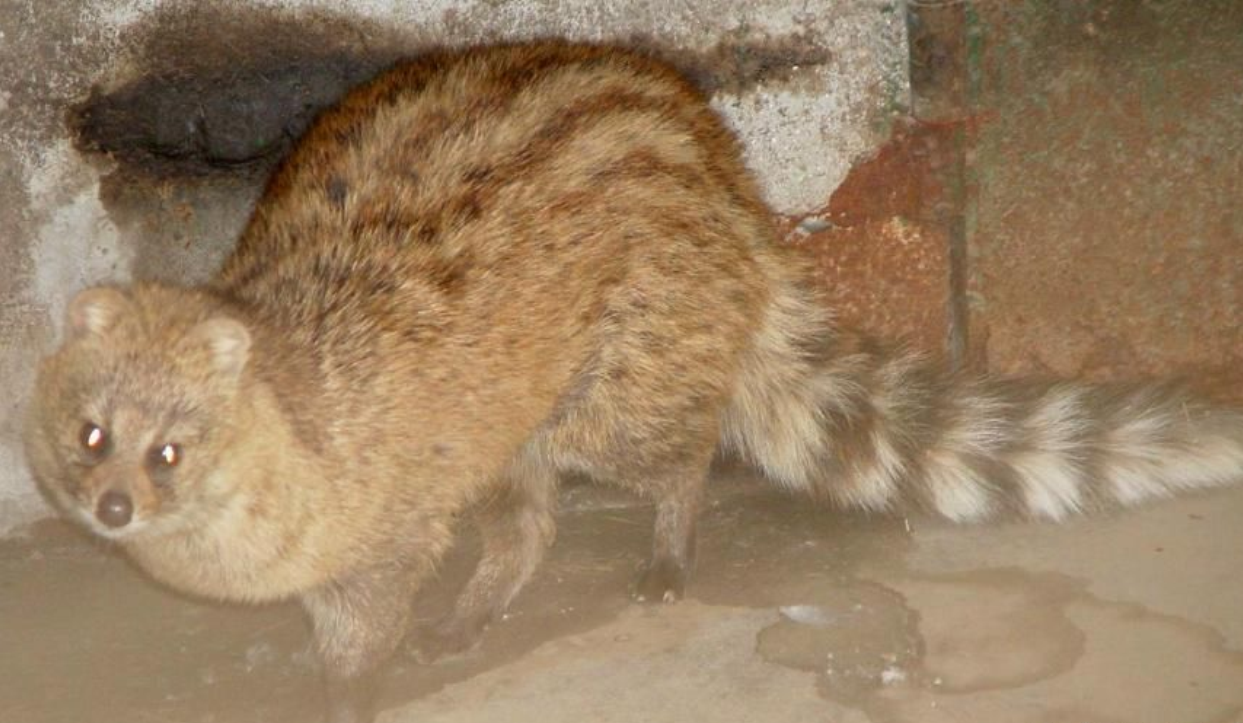 paradoxurus hermaphroditus laotum gyldenstolpe