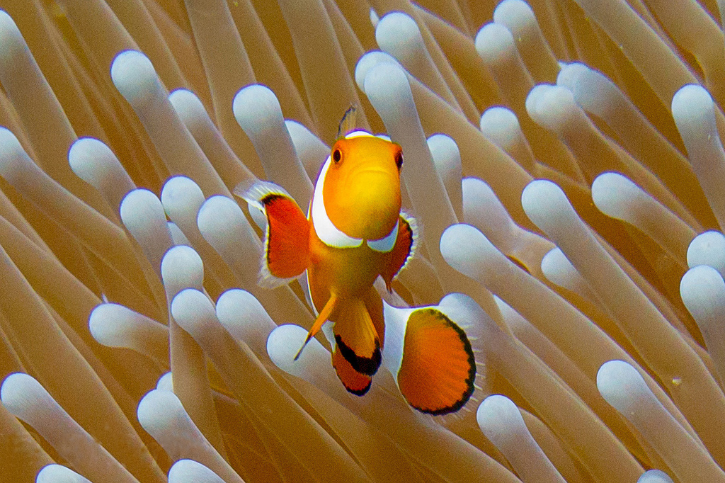  p>眼斑双锯鱼(学名: i>amphiprion ocellaris /i>)是雀鲷科,双锯鱼属