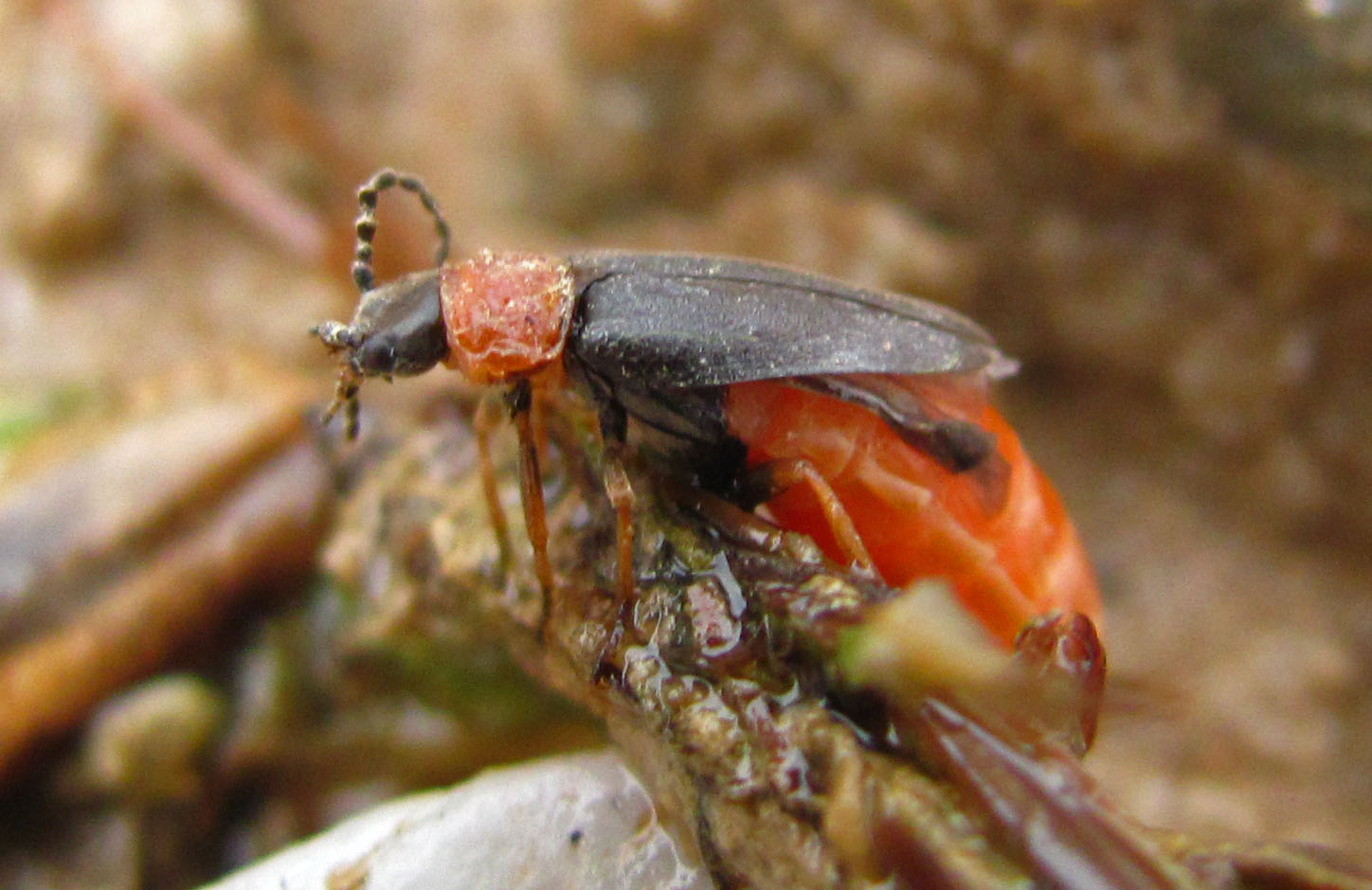  p>花萤科指的是 a>节肢动物门 /a>,六足亚门,昆虫纲,鞘翅目的一科.