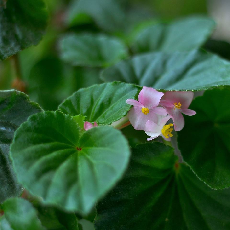  p> a href="#" data-lemmaid="13012464">鸟叶秋海棠 /a>(学名: i>