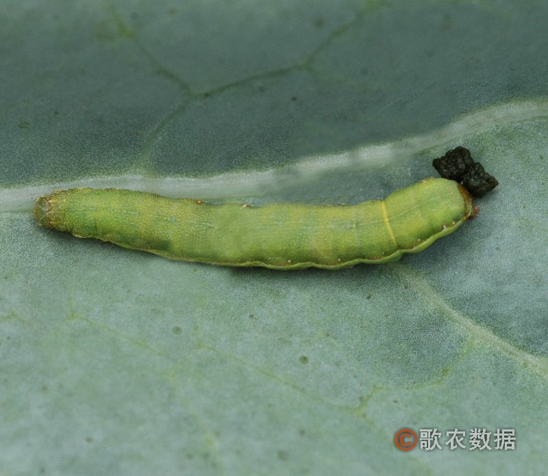  p>甜菜夜蛾(beet armyworm)学名 i> /i> i>spodoptera exigua /i>