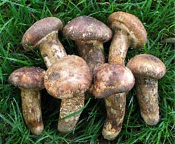 omycetes) a href="#" data-lemmaid="2916780">担子菌亚门 /a>的一纲