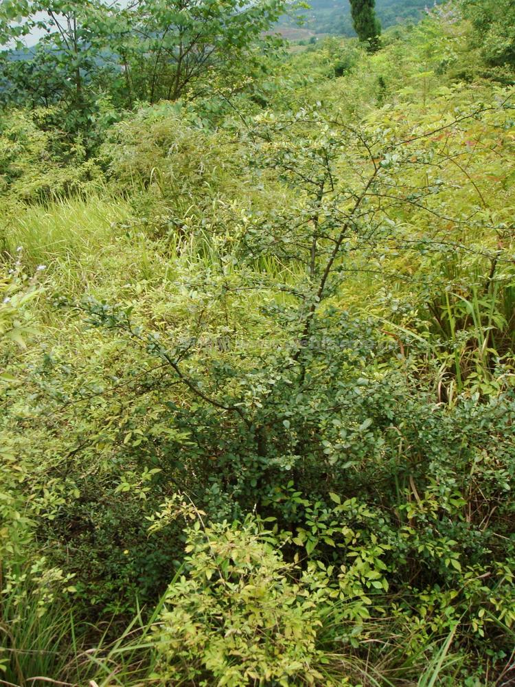  p>缘毛红豆(学名: i>ormosia howii /i> merr.