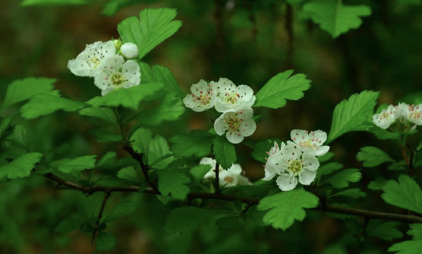 葶苈的花语(葶苈的花语和传说)