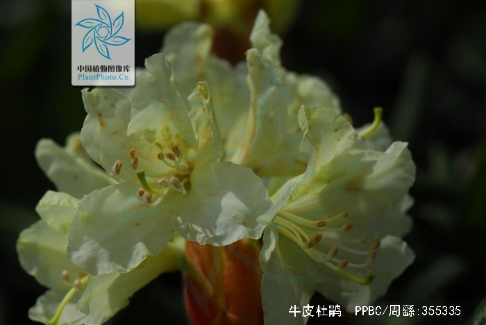  p>牛皮杜鹃(学名: i>rhododendron aureum /i> georgi):常绿矮小 a