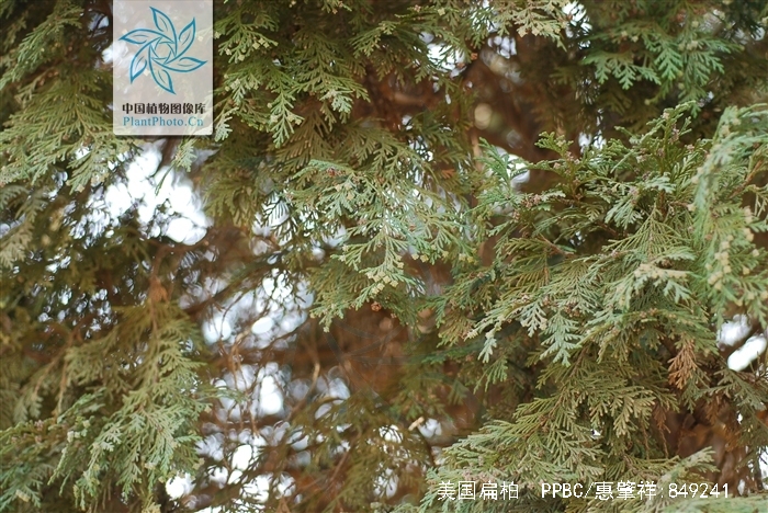  p>美国扁柏(学名: i>chamaecyparis lawsoniana /i> (a. murr.