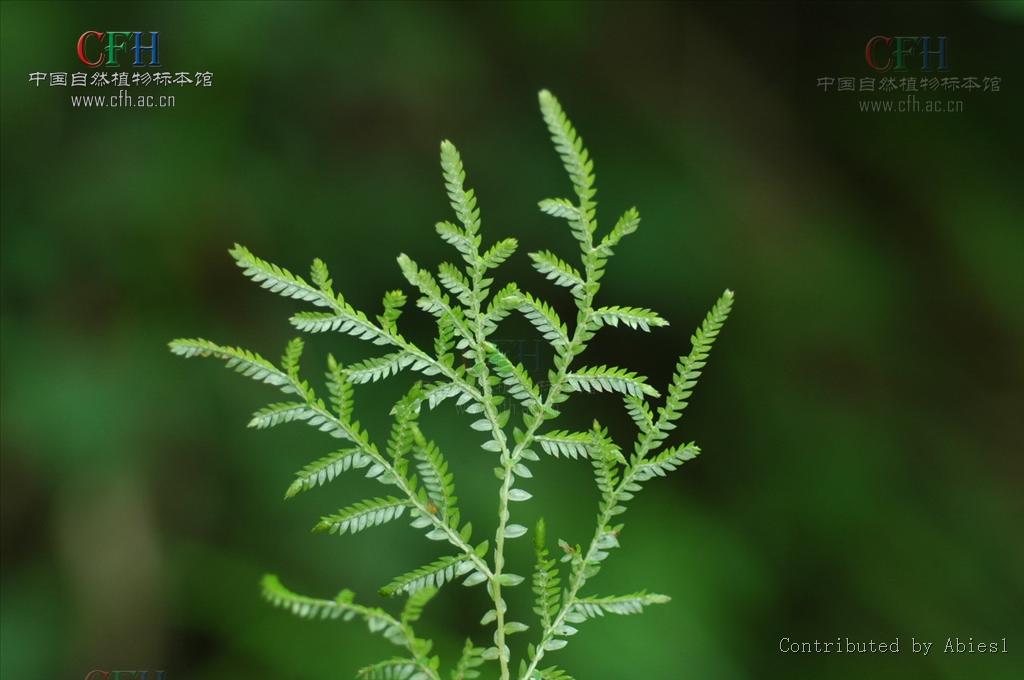  p>异穗卷柏,中药名.