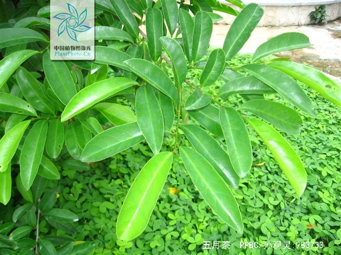 五月茶(五月茶的果子能吃吗)