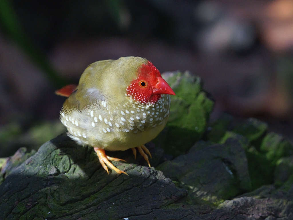  p>星雀学名为 i>neochmia ruficauda /i>,又名星文鸟,是梅花雀科的