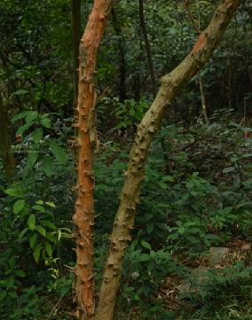  p data-id="tzpwc9oof60p">黄牛木( i>cratoxylum cochinchinense /i
