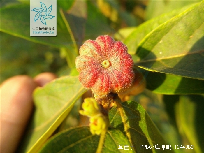 算盘子