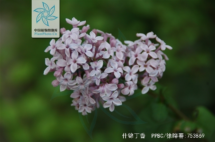  p>什锦丁香(学名: i>syringa /i> ×  i>chinensis /i> willd.