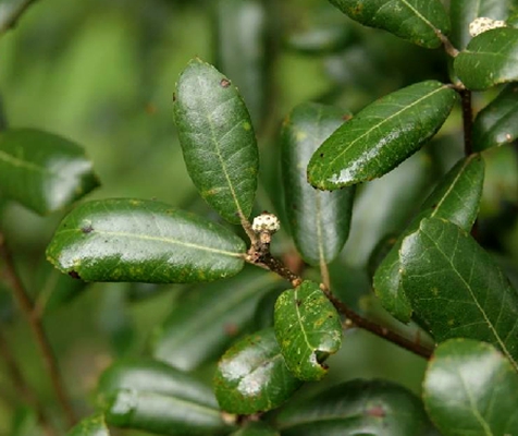 gray)是 a>壳斗科, /a> a>栎属 /a>常绿 a href="#" data-lemmaid="