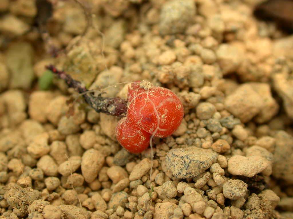  p data-id="gnvip9sfrt"> b>球根花卉 /b>是指具有由地下茎或根变态