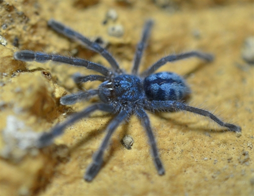 波多黎各金粉趾